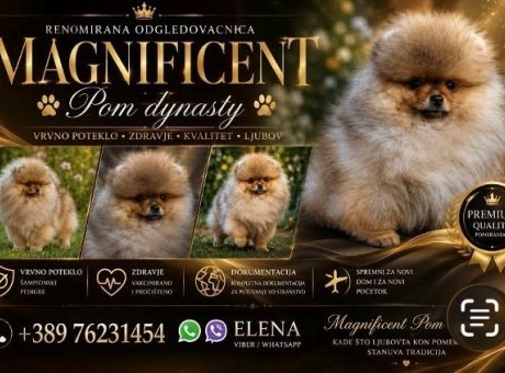 pomeranci 01.jpg